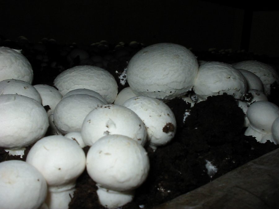Mushroom prepared for a baby