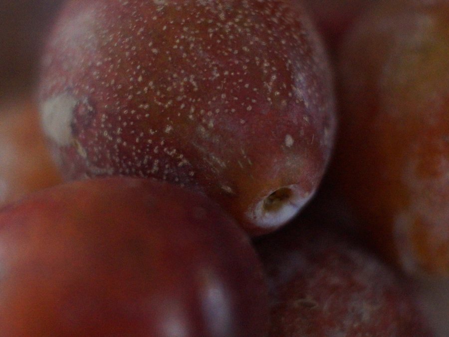 Prune prepared for a baby