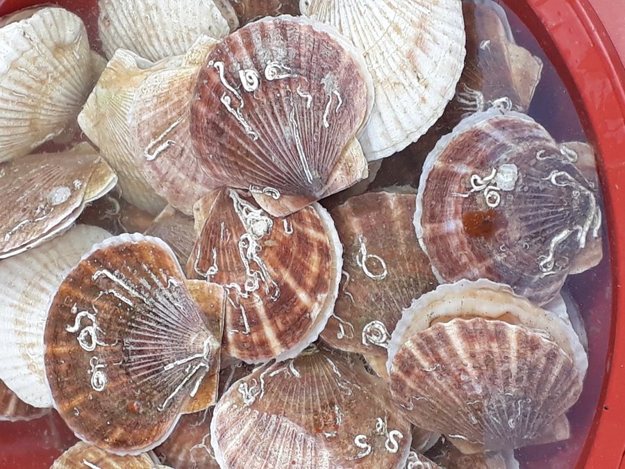Scallops prepared for a baby
