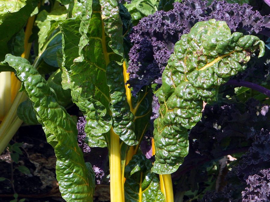 Swiss chard prepared for a baby